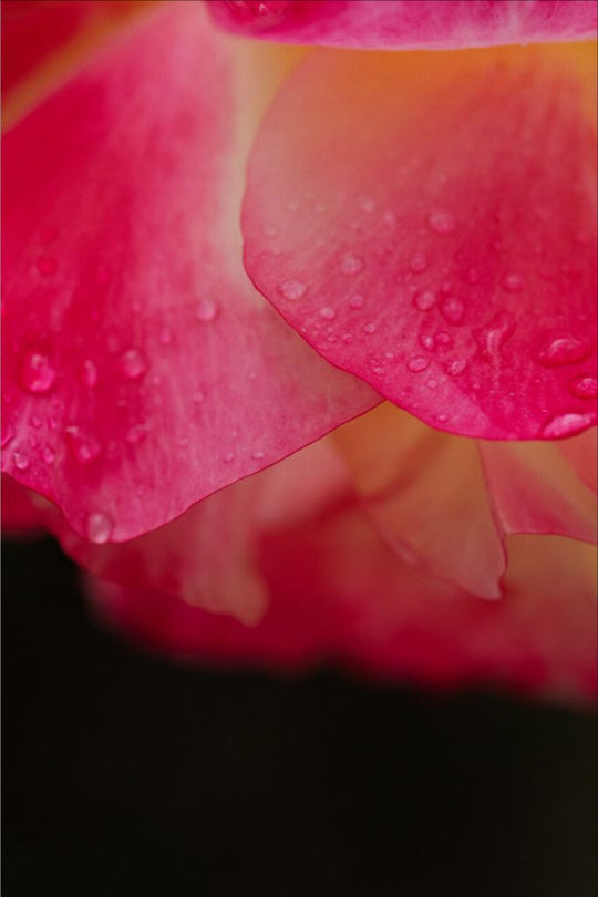 Maya - Bright Pink Rose