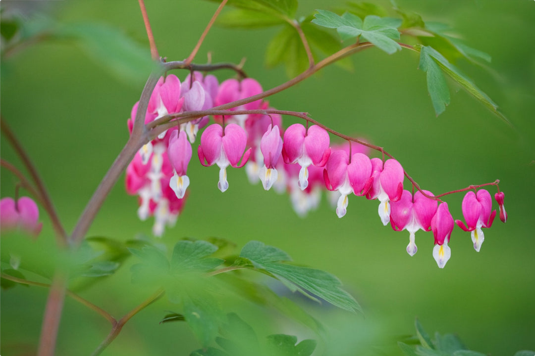 Bleeding Hearts