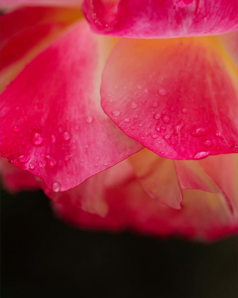 Maya - Bright Pink Rose