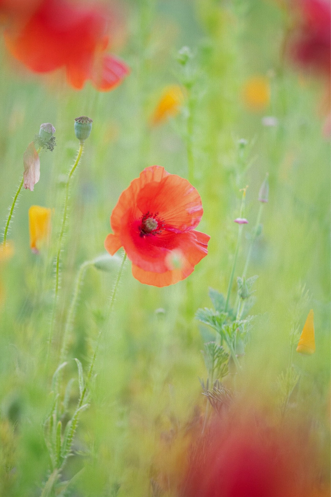 Hazy Poppy