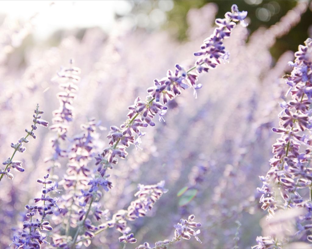 Lavender at Sunrise