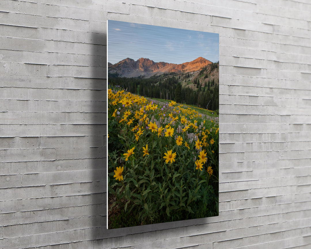 Albion Basin at Sunrise - Utah Landscape