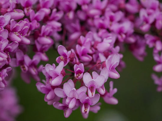 Purple Blossoms