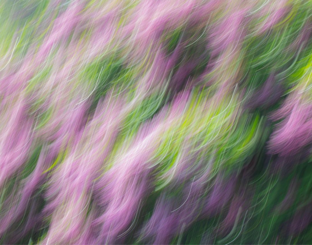 Lilacs