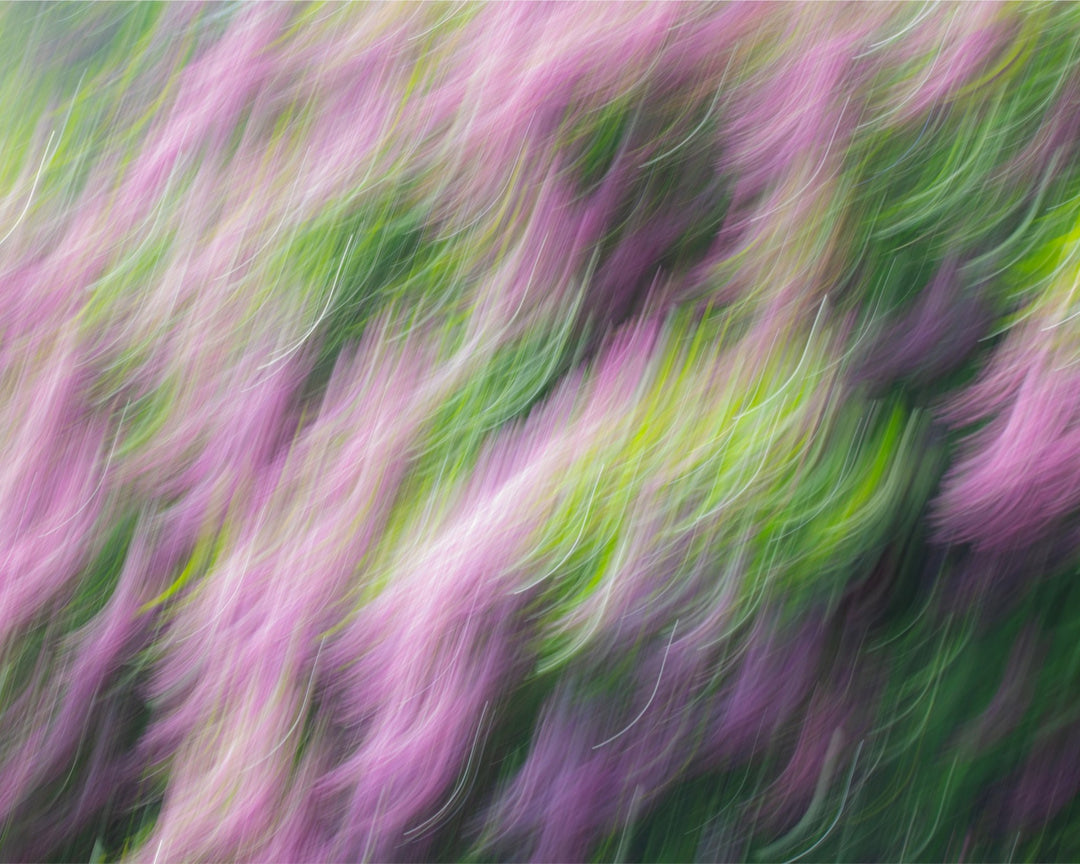 Lilacs