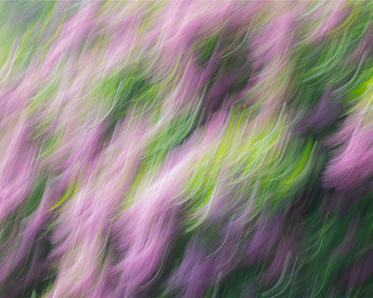 Lilacs