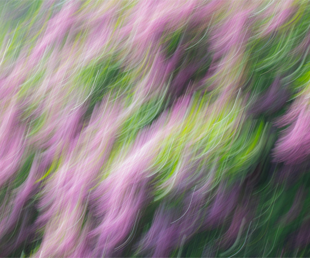 Lilacs