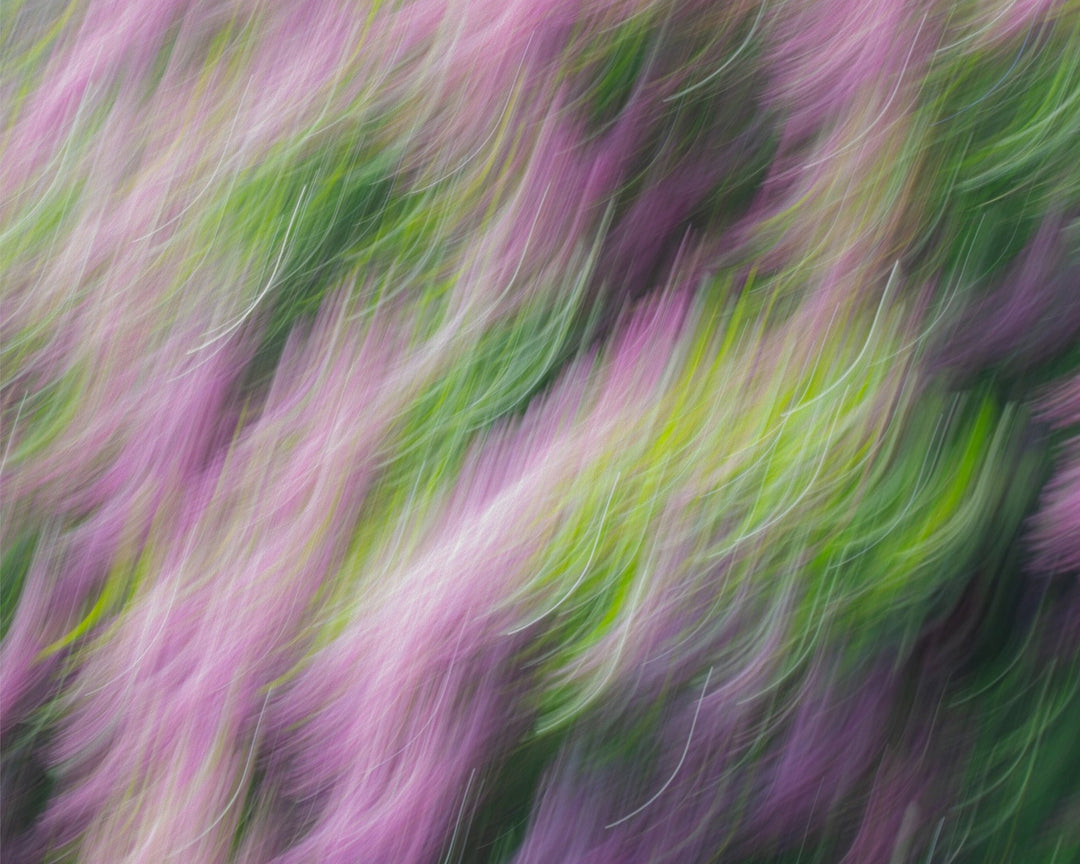 Lilacs