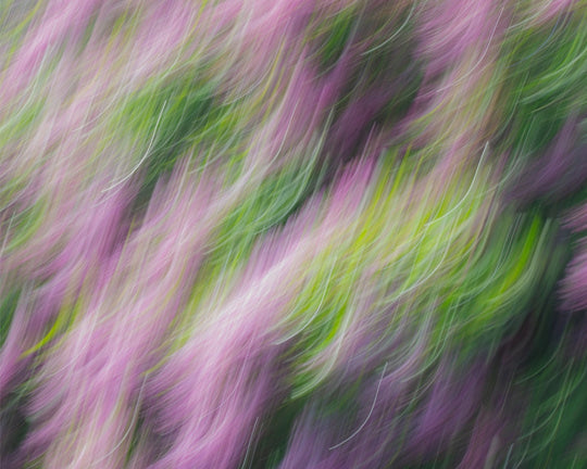 Lilacs