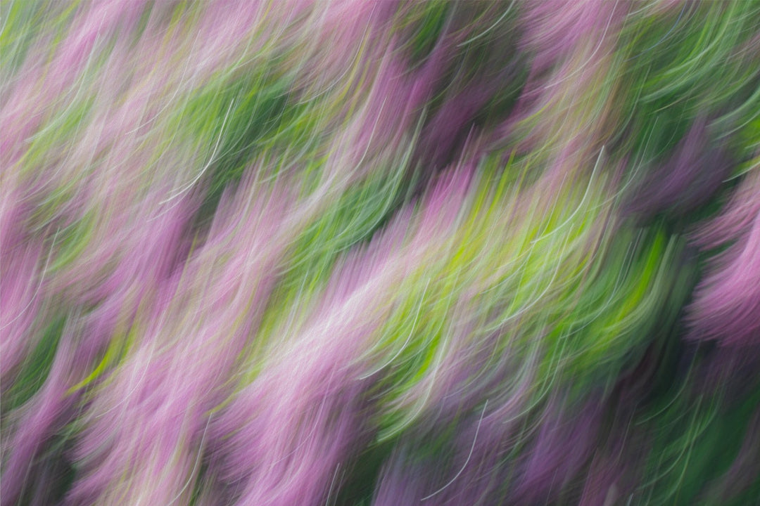 Lilacs