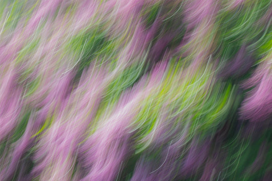 Lilacs