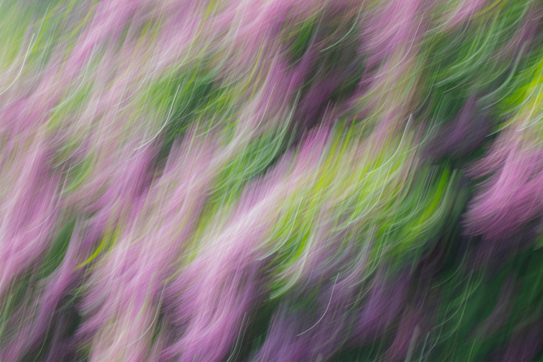 Lilacs