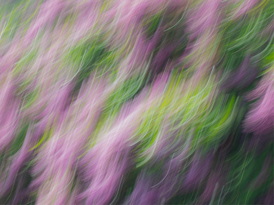 Lilacs