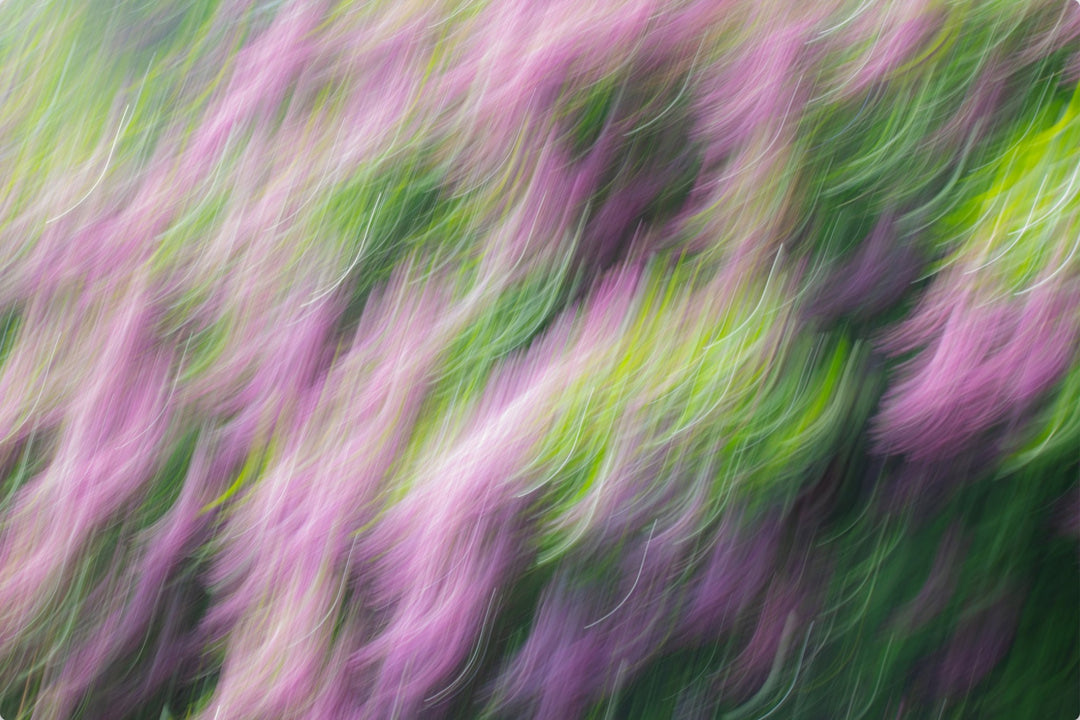 Lilacs