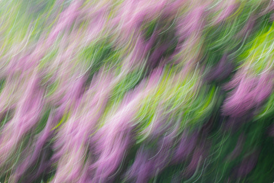 Lilacs