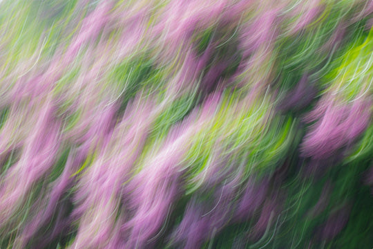 Lilacs