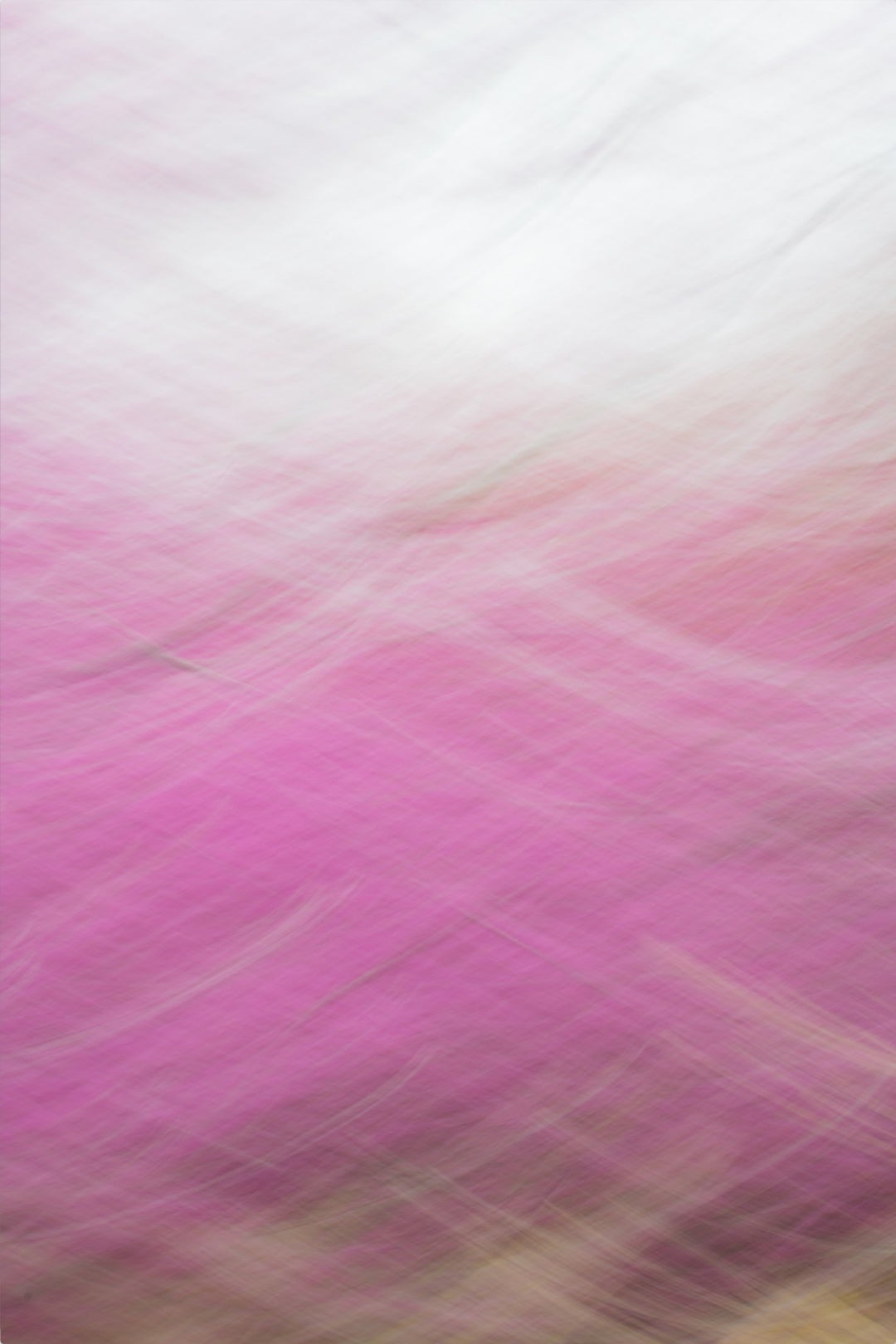 Redbud Swoosh