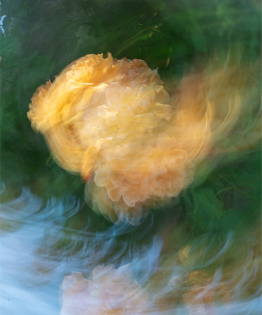 Emotional Rose