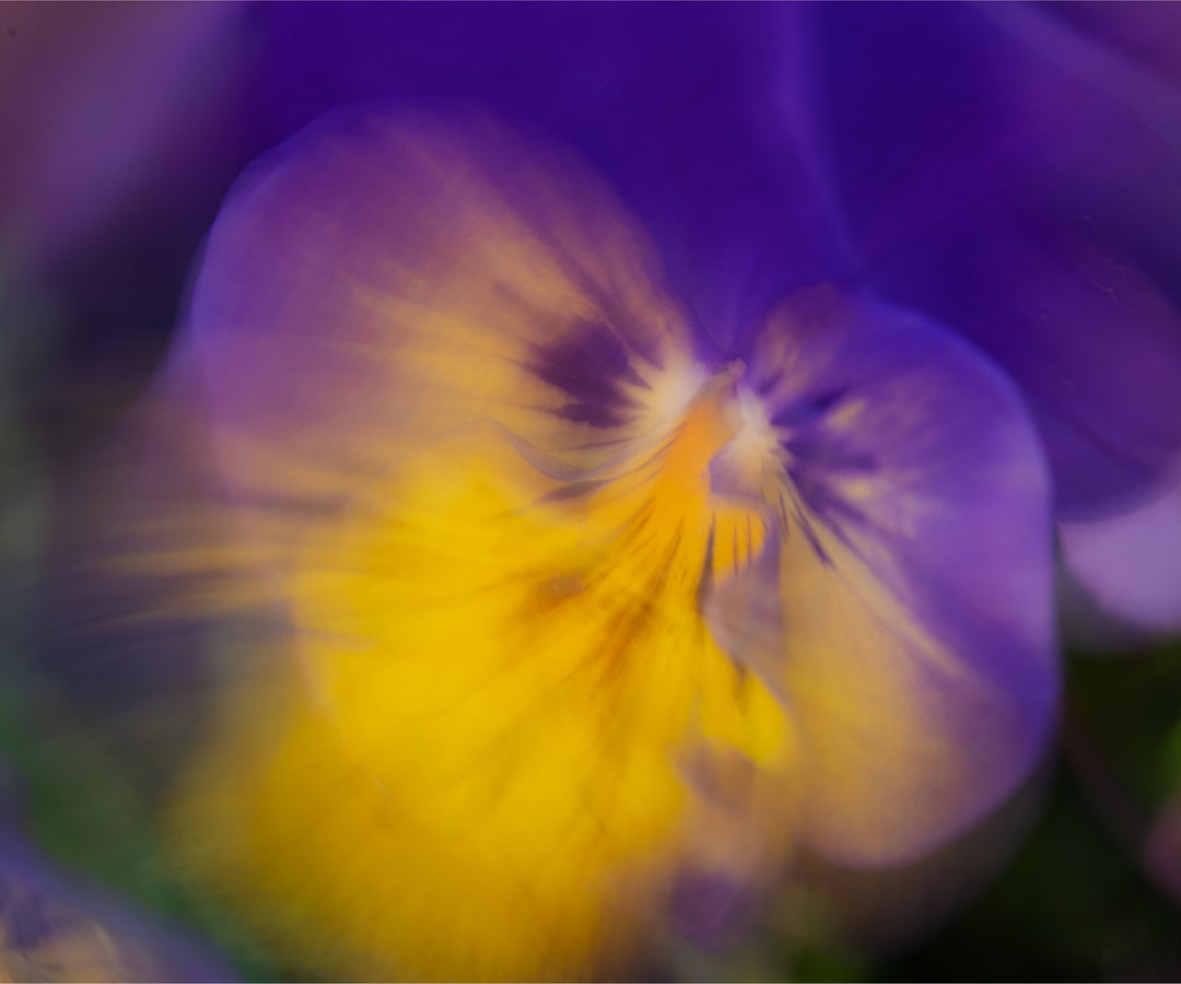 Dancing Pansy