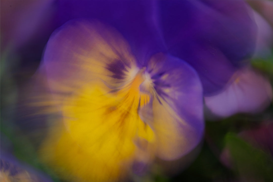 Dancing Pansy