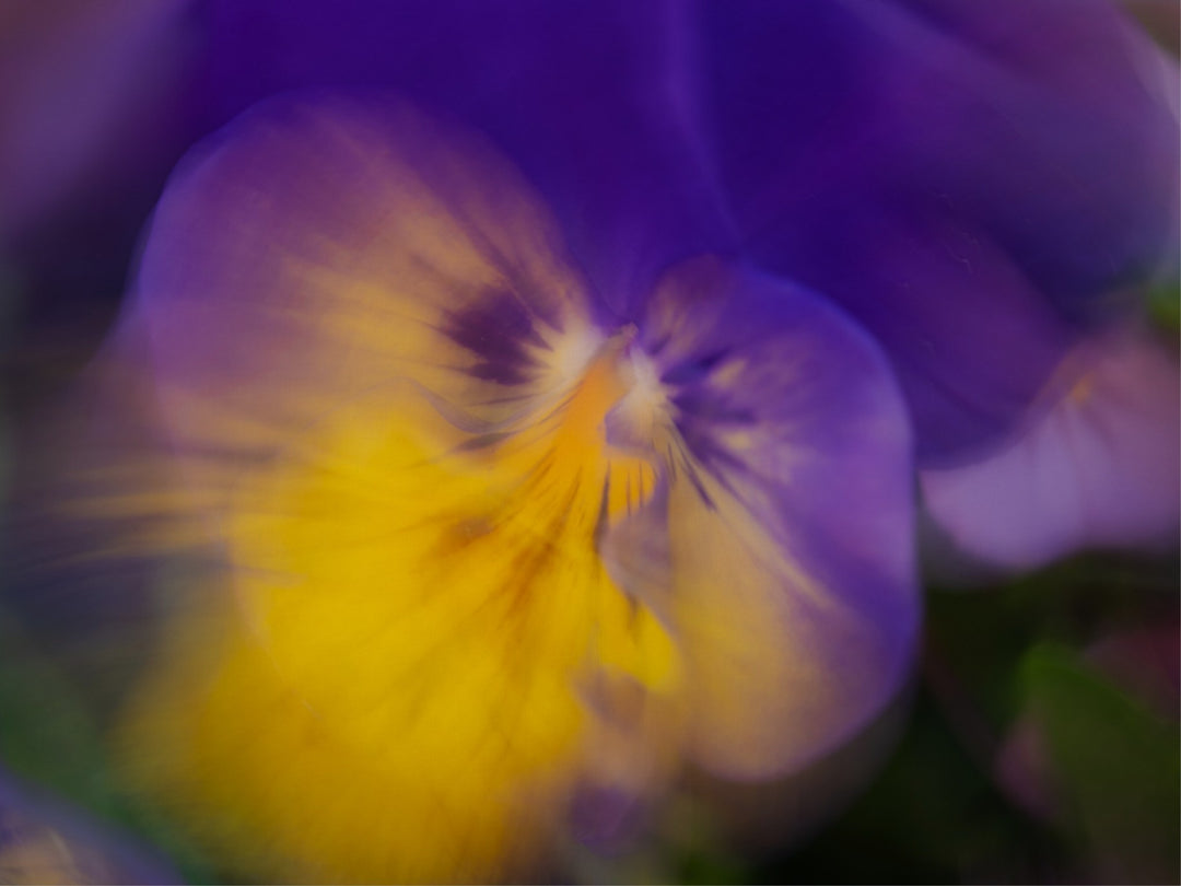 Dancing Pansy