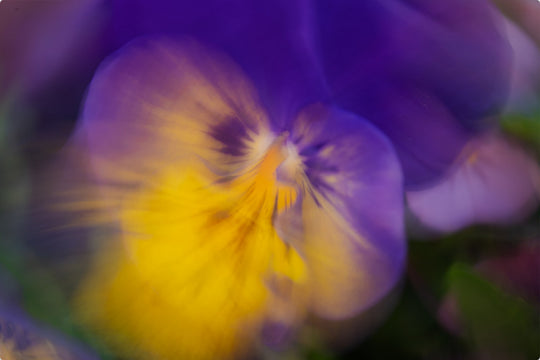 Dancing Pansy