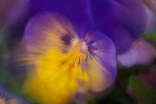 Dancing Pansy