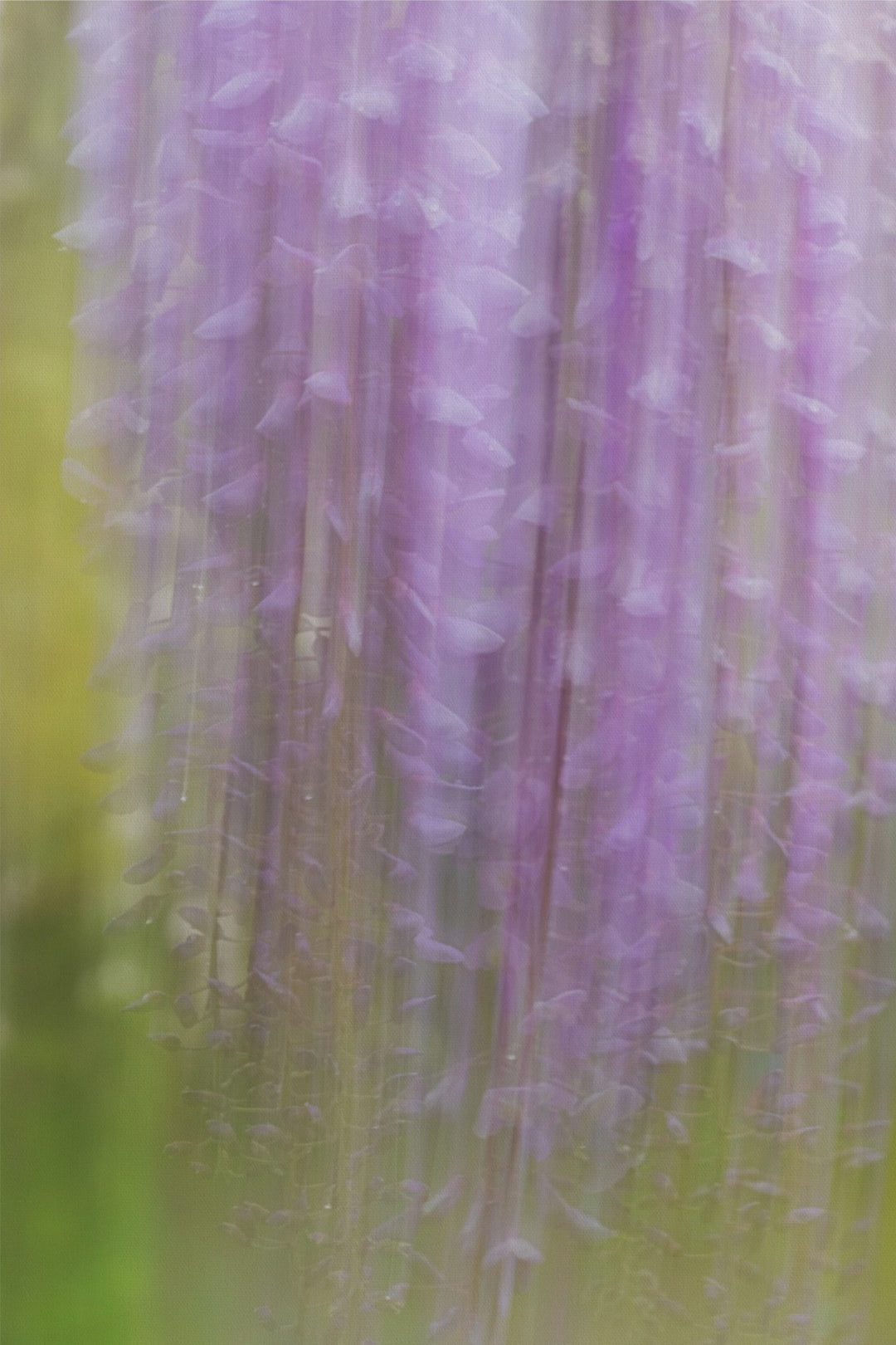 Weeping Wisteria