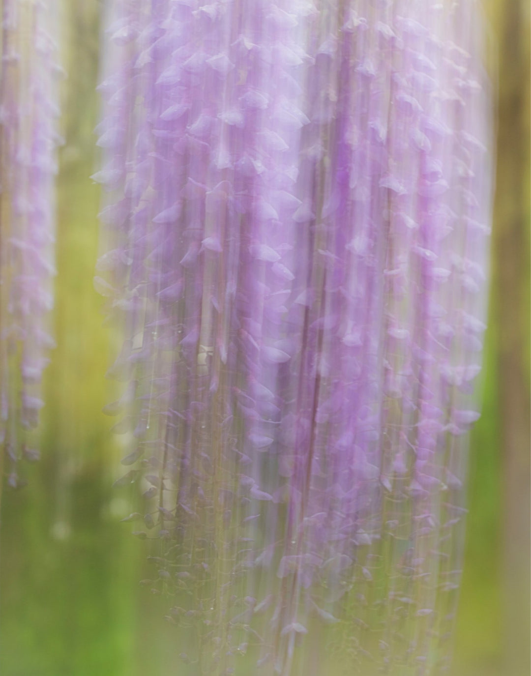 Weeping Wisteria