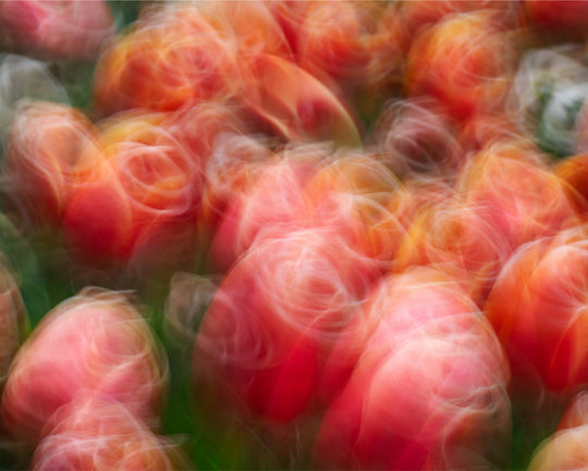 Tangoing Tulips