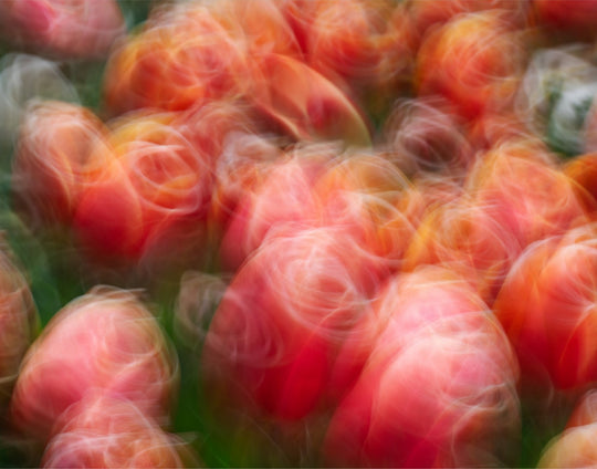 Tangoing Tulips