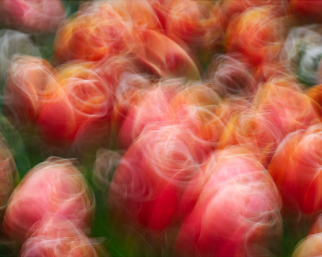Tangoing Tulips