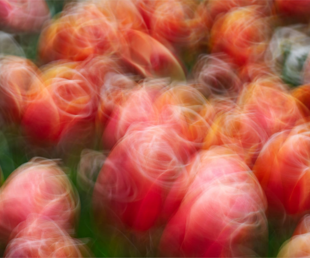 Tangoing Tulips