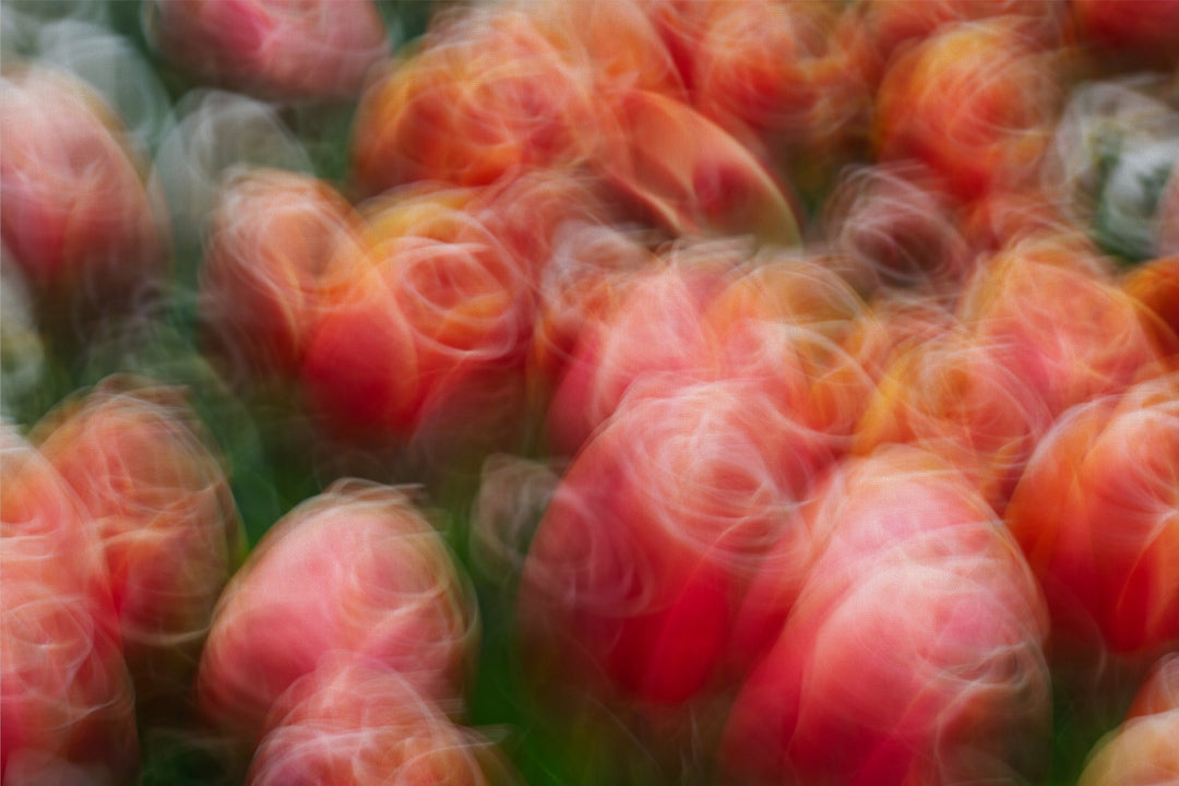 Tangoing Tulips