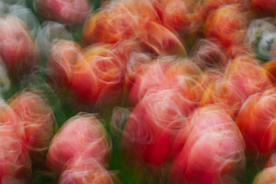 Tangoing Tulips