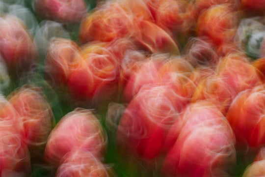 Tangoing Tulips