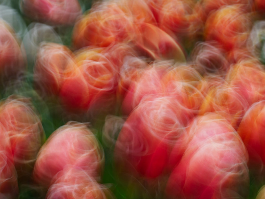 Tangoing Tulips