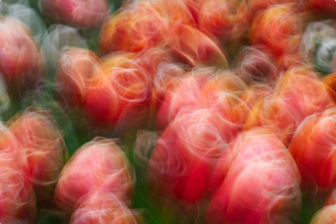 Tangoing Tulips