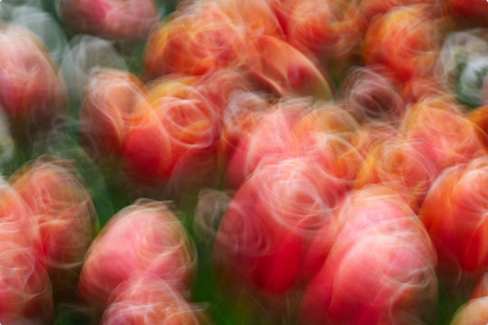 Tangoing Tulips