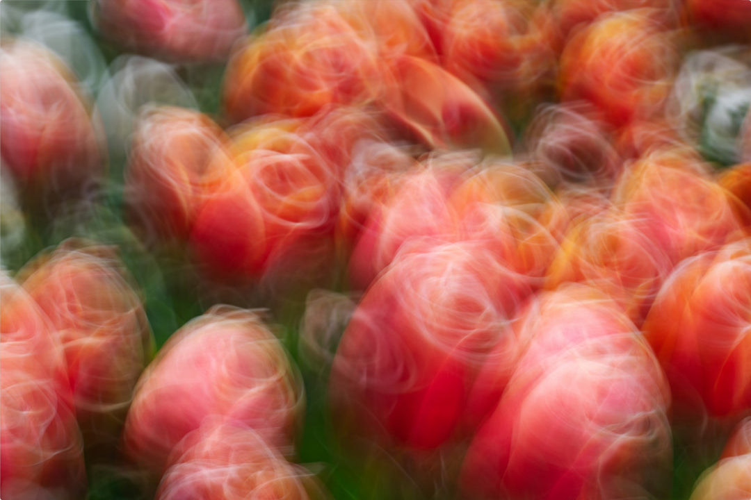 Tangoing Tulips