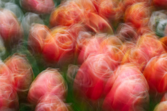 Tangoing Tulips