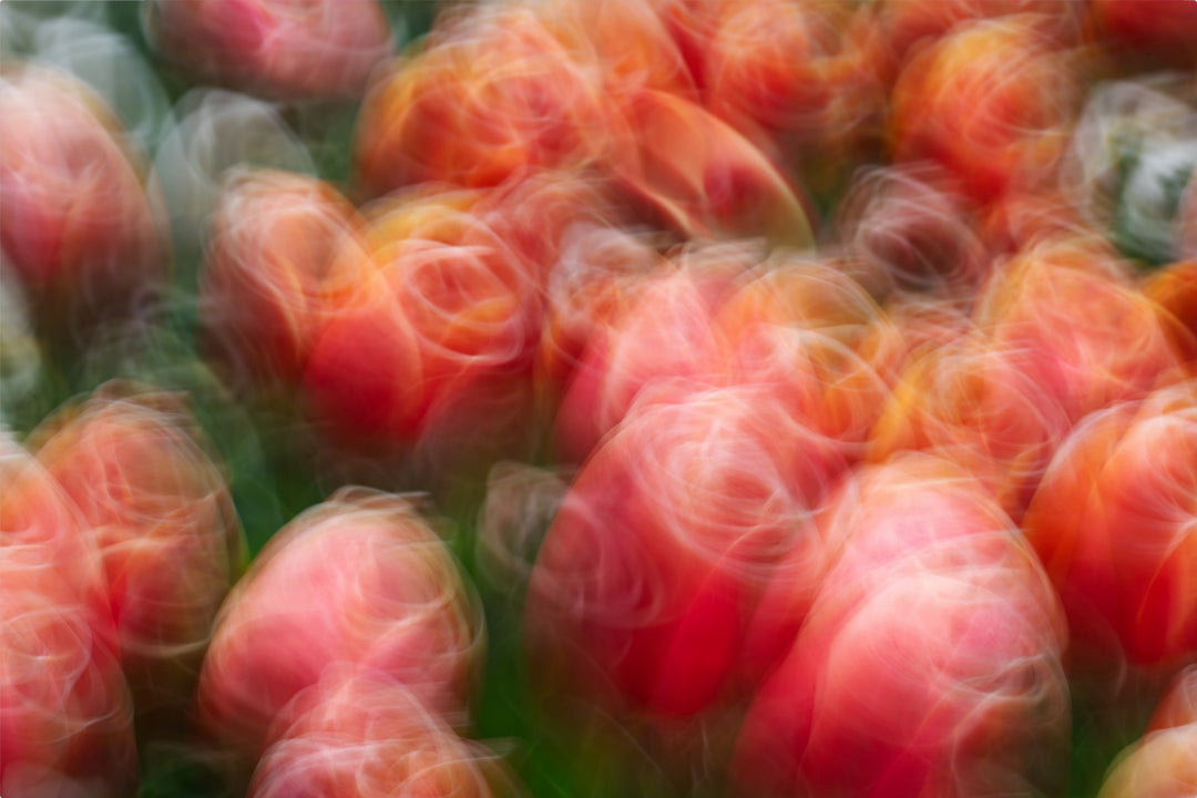 Tangoing Tulips