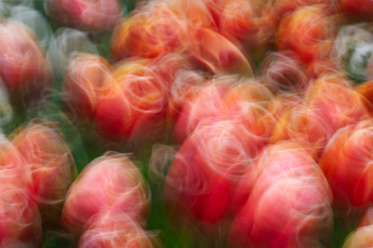 Tangoing Tulips