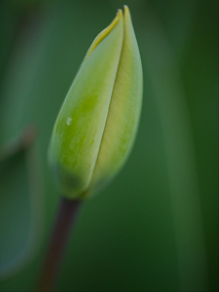 Aviva - Tulip Bud