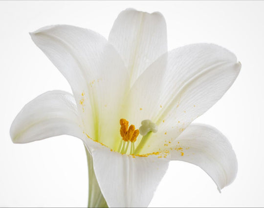 Grace - Easter Lily