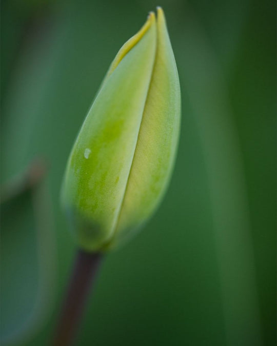 Aviva - Tulip Bud