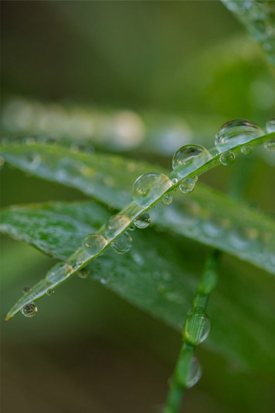 Water Droplets