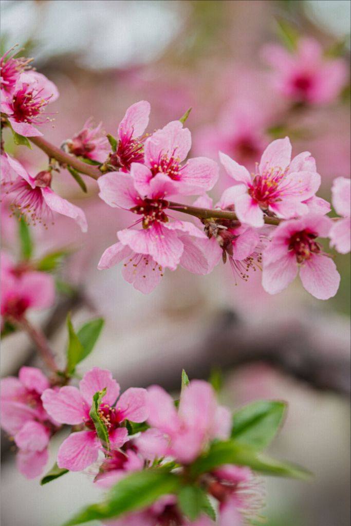 Peach Tree Blossoms