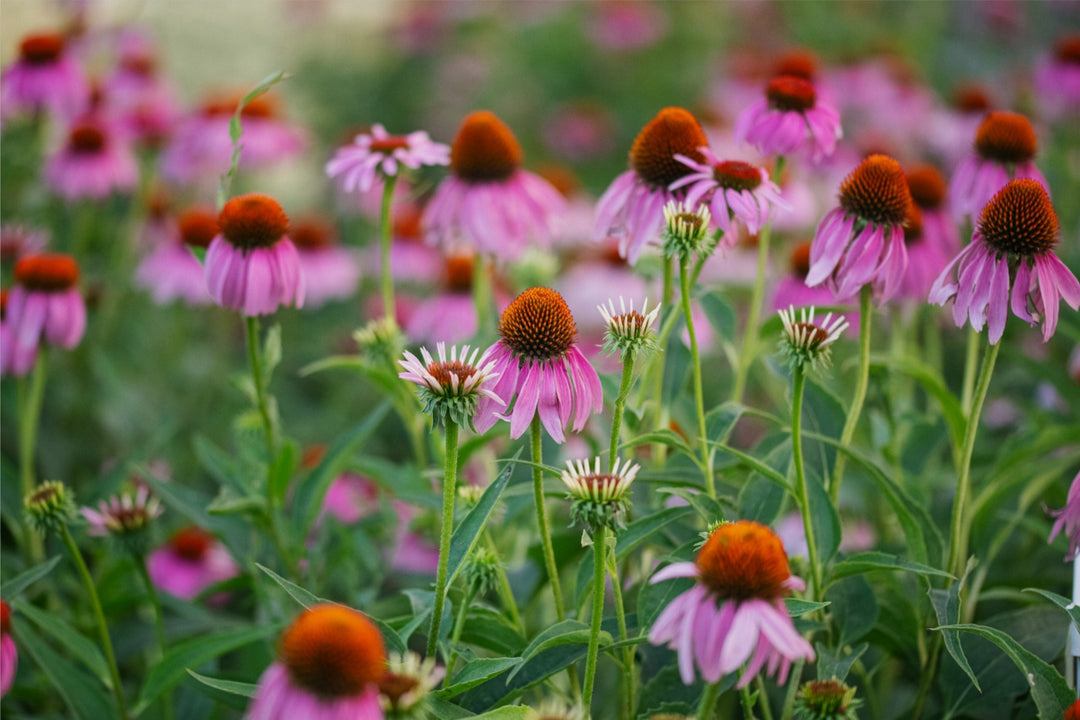 Echinacea in the morning