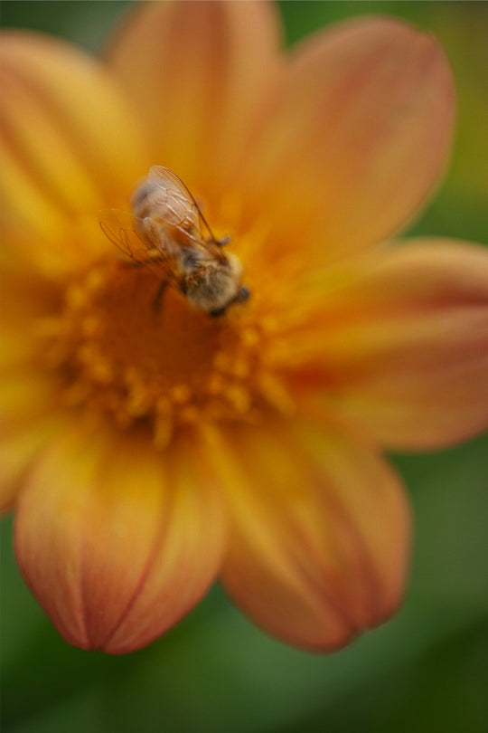 Bee Wings